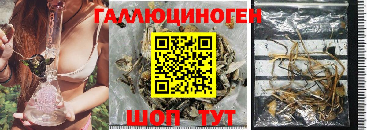 Псилоцибиновые грибы мицелий  Галлюциногенные грибы Psilocybine cubensis  Северодвинск 